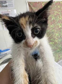 Domestic Short Hair Cats Available for Adoption in San Antonio, Texas - Santana Lopez | PetCurious