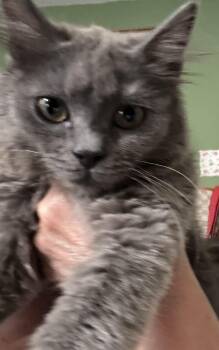 Aurora - mini -  Russian Blue and Nebelung Cat for Adoption in Brampton, Ontario - Aurora - Mini | PetCurious