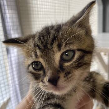 Marzipan -  Domestic Short Hair Cat for Adoption in Brownsboro, Alabama - Marzipan | PetCurious