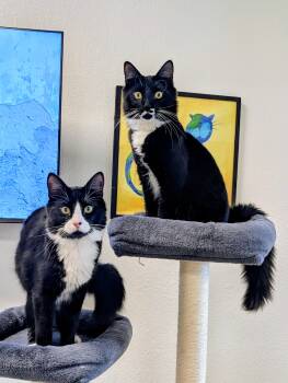 Domestic Medium Hair Cats Available for Adoption - Oscar & Pongo | PetCurious