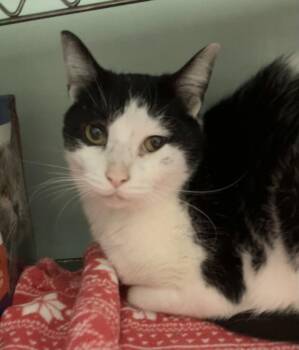 Domestic Short Hair Cats Available for Adoption in Dublin, Ohio - Avri | PetCurious