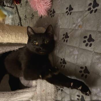 Domestic Short Hair Cats Available for Adoption in Washougal, Washington - Aster | PetCurious