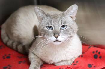 Siamese Cats Available for Adoption in Kansas City, Kansas - Seymour (AO36343) | PetCurious
