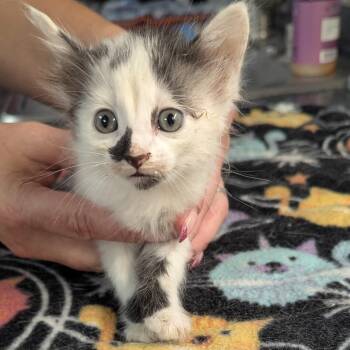 May -  Domestic Long Hair Cat for Adoption in Brighton, Missouri - May | PetCurious