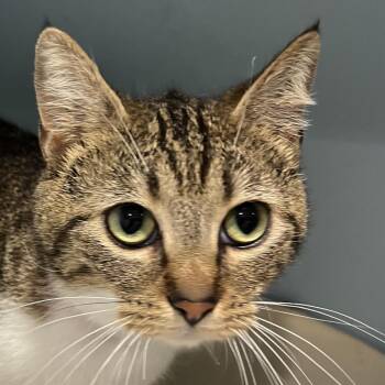 Domestic Short Hair Cats Available for Adoption in Chattanooga, Tennessee - Pegasus | PetCurious