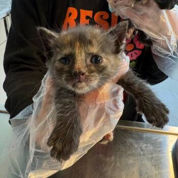 Domestic Short Hair Cats Available for Adoption - Justice | PetCurious