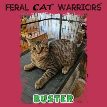 Buster -  Domestic Short Hair Cat for Adoption in Kingman, Arizona - Buster | PetCurious