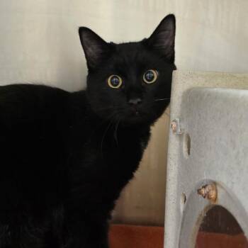 Onyx -  Domestic Short Hair Cat for Adoption in Winston-salem, North Carolina - Onyx | PetCurious
