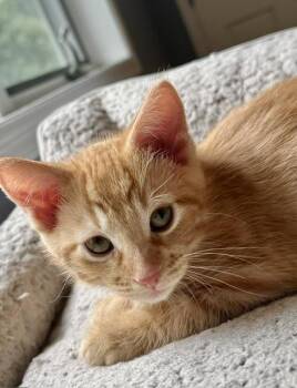 Sunny -  Domestic Short Hair Cat for Adoption in Blaine, Minnesota - Sunny | PetCurious