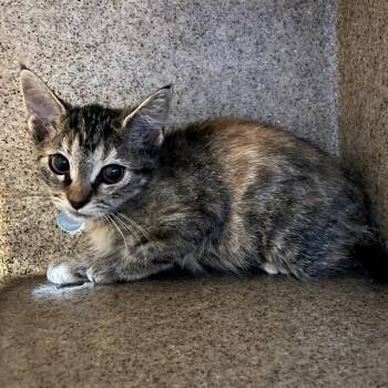 Peach FKA Turtle -  Domestic Short Hair Cat for Adoption in Philadelphia, Pennsylvania - Peach FKA Turtle | PetCurious