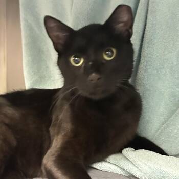 Theo -  Domestic Short Hair Cat for Adoption in Franklin, Tennessee - Theo | PetCurious