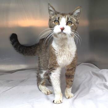 Rescue Domestic Short Hair Cats for Adoption in Michigan City, Indiana - Yankee | PetCurious