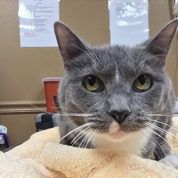 Georgina -  Domestic Short Hair Cat for Adoption in Milan, Illinois - Georgina | PetCurious