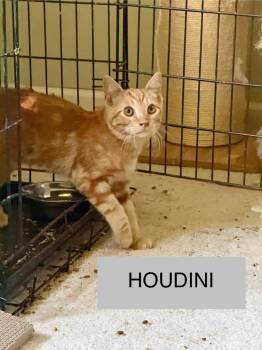 Houdini -  Domestic Medium Hair Cat for Adoption in Libertyville, Illinois - Houdini | PetCurious
