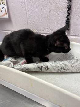 KORY -  Domestic Short Hair Cat for Adoption in Jacksonville, Florida - KORY | PetCurious