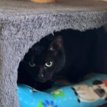 Domestic Short Hair Cats Available for Adoption - Dr Holiday Meowthy | PetCurious