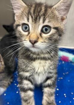 Domestic Short Hair Cats Available for Adoption in Hartsville, South Carolina - Crackle | PetCurious