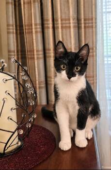 Figaro -  Domestic Short Hair Cat for Adoption in Lemoyne, Pennsylvania - Figaro | PetCurious