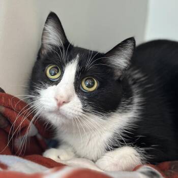 Sticky -  Domestic Short Hair Cat for Adoption in Matteson, Illinois - Sticky | PetCurious