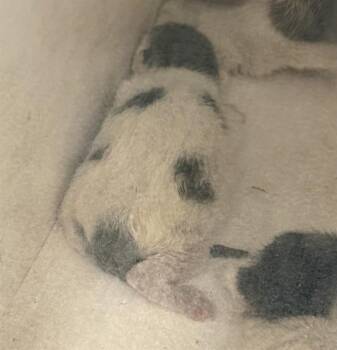 Domestic Short Hair Cats Available for Adoption in Ontario, California - SILVER BABY 1 - FOSTER NEEDED | PetCurious