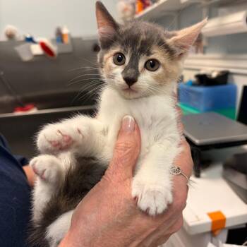 Domestic Short Hair Cats Available for Adoption in Greensboro, Georgia - Hazelnut | PetCurious