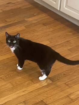 Rescue Tuxedo Cats for Adoption in Wilmington, North Carolina - Socks | PetCurious