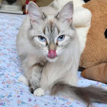 Miranda Priestly -  Domestic Short Hair Cat for Adoption in Buffalo, Minnesota - Miranda Priestly | PetCurious