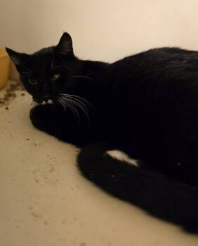 Topaz -  Domestic Short Hair Cat for Adoption in Windsor, Connecticut - Topaz | PetCurious