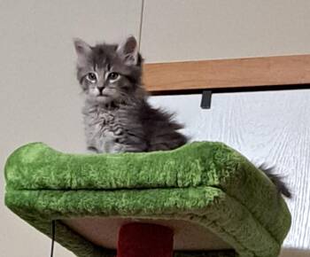 Domestic Long Hair Cats Available for Adoption - Leo | PetCurious