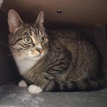 Domestic Short Hair and Mixed Breed Cats Available for Adoption in Middlebury, Vermont - Eclair | PetCurious