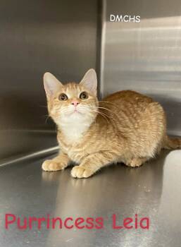 Rescue Domestic Short Hair Cats for Adoption in Burlington, Iowa - Purrincess Leia | PetCurious