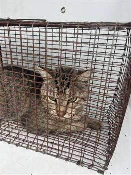 A657456 -  American Wirehair Cat for Adoption in Houston, Texas - A657456 | PetCurious