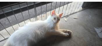 Rescue Siamese Cats for Adoption in San Diego, California - Carl | PetCurious