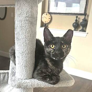 Tortoiseshell Cats Available for Adoption in Allen, Texas - Freckles | PetCurious