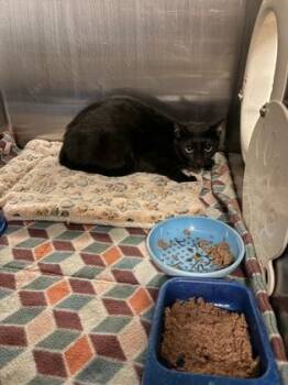 Cayenne -  Domestic Short Hair Cat for Adoption in Bellevue, Washington - Cayenne | PetCurious