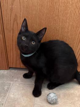 Rescue Domestic Short Hair Cats for Adoption in Mokena, Illinois - Frodo | PetCurious