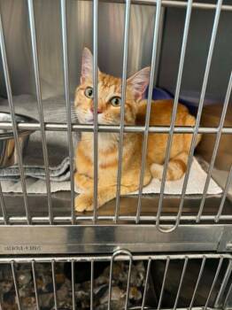 Camper Joe -  Domestic Short Hair Cat for Adoption in Boone, Iowa - Camper Joe | PetCurious
