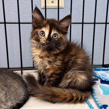 Electroconductivity -  Domestic Long Hair Cat for Adoption in Boerne, Texas - Electroconductivity | PetCurious