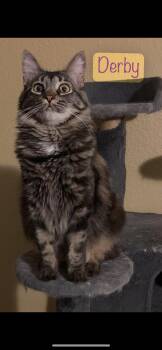 Derby -  Domestic Medium Hair Cat for Adoption in Dixon, California - Derby | PetCurious