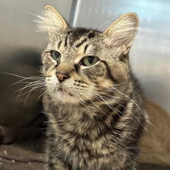 Cicada -  Domestic Short Hair Cat for Adoption in Matteson, Illinois - Cicada | PetCurious