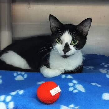 Maisy -  Domestic Short Hair Cat for Adoption - Maisy | PetCurious