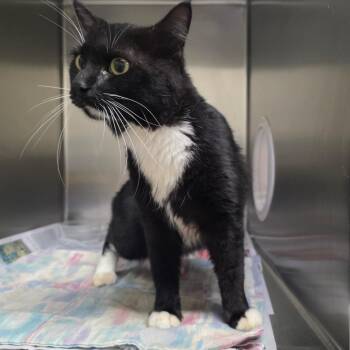Edwin -  Domestic Short Hair Cat for Adoption in Milton, Florida - Edwin | PetCurious