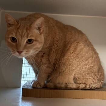 Ghost -  Domestic Short Hair Cat for Adoption in The Colony, Texas - Ghost | PetCurious