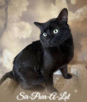 Sir-Purr-A-Lot -  Domestic Short Hair Cat for Adoption in Aurora, Nebraska - Sir-Purr-A-Lot | PetCurious
