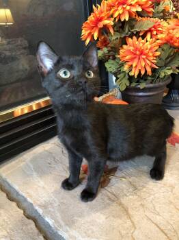 Rescue Domestic Short Hair Cats for Adoption in Seven Valleys, Pennsylvania - Inky | PetCurious