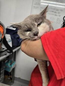 Domestic Short Hair Cats Available for Adoption in West Chester, Pennsylvania - Gallagher | PetCurious