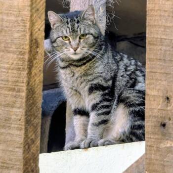 Domestic Medium Hair Cats Available for Adoption in Mt. Juliet, Tennessee - Juliet | PetCurious