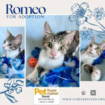 Domestic Short Hair Cats Available for Adoption in Miami, Florida - Romeo | PetCurious