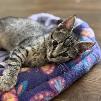 Percy -  Tabby and Domestic Short Hair Cat for Adoption in Harrisburg, Pennsylvania - Percy | PetCurious