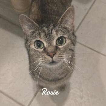 Rosie -  Domestic Short Hair Cat for Adoption in Naugatuck, Connecticut - Rosie | PetCurious